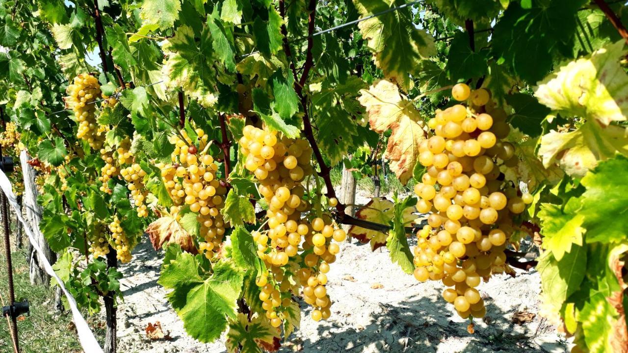Wine House Rakar Konuk evi Gračišče Dış mekan fotoğraf