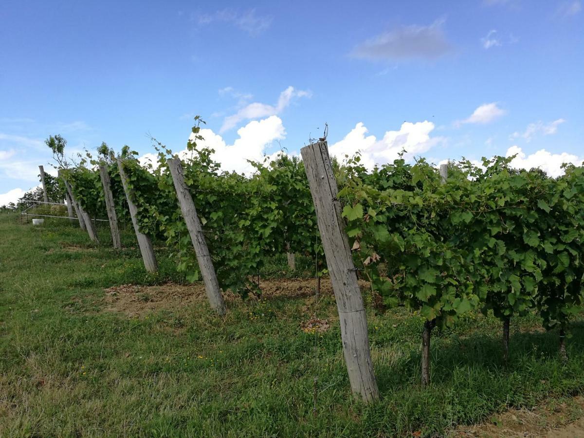 Wine House Rakar Konuk evi Gračišče Dış mekan fotoğraf